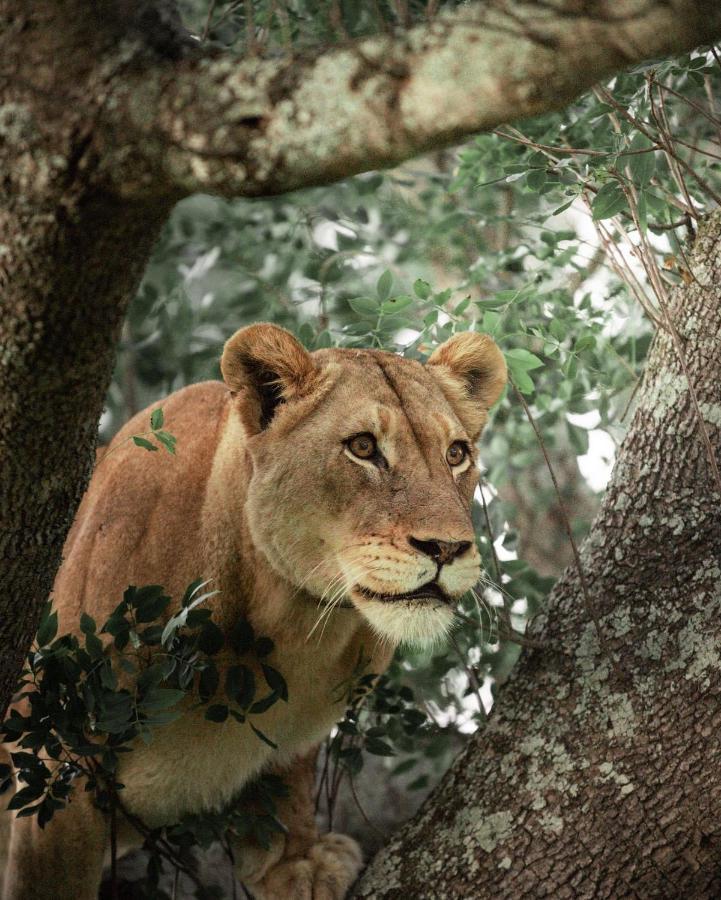 Amakhosi Safari Lodge & Spa Magudu Exterior photo